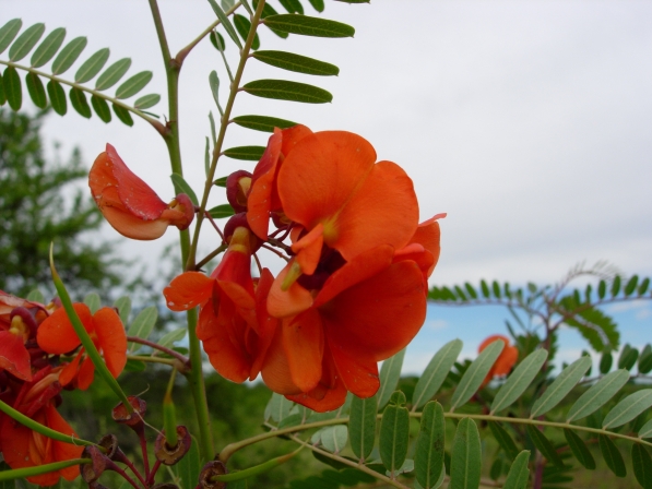 Acacia mansa