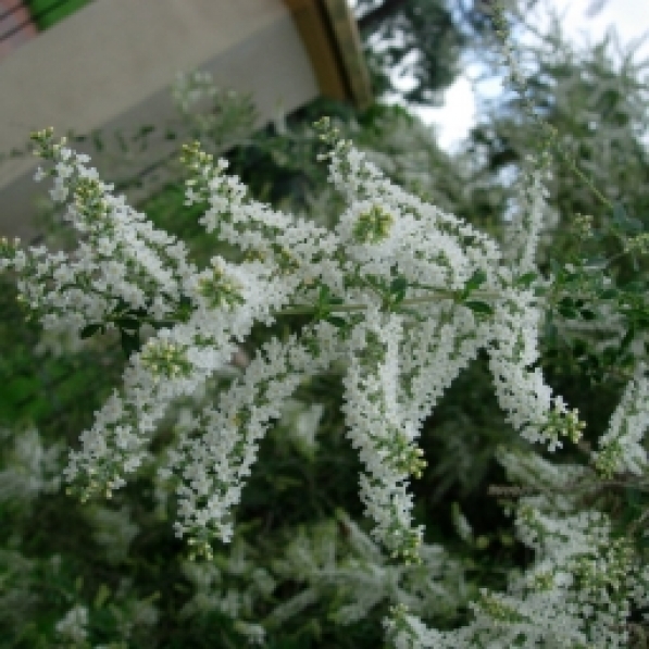 azahar de campo, poleo de monte