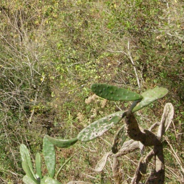 cactus