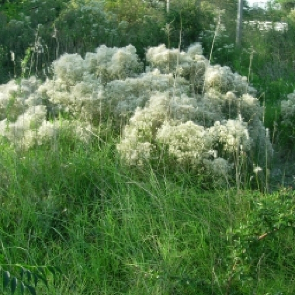 carquejilla