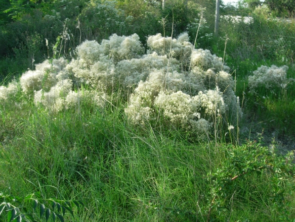 Carquejilla