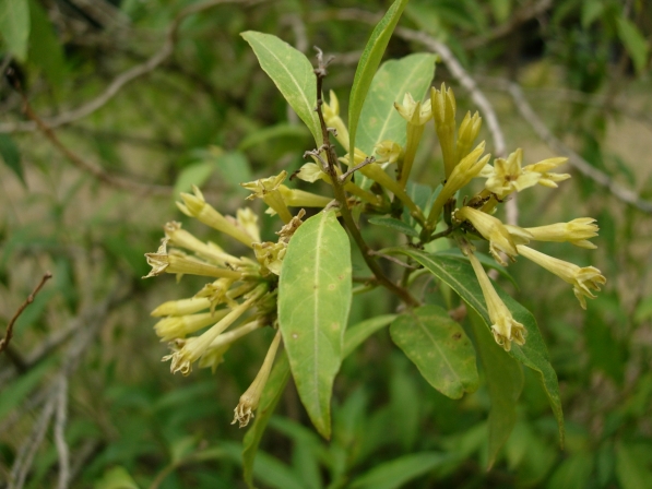 Duraznillo negro