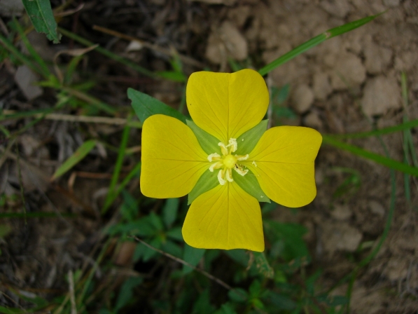 botón de oro