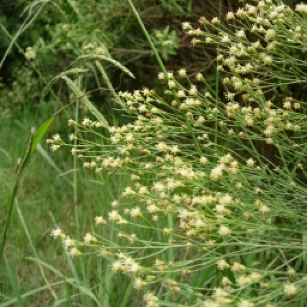 carquejilla