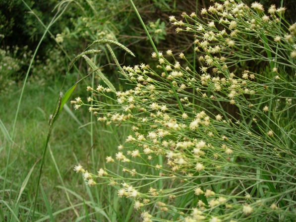 Carquejilla