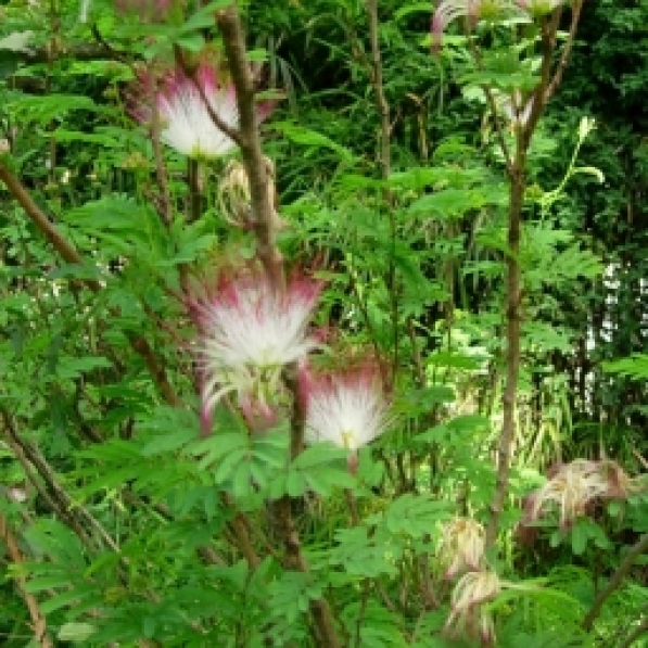 Flor de Seda