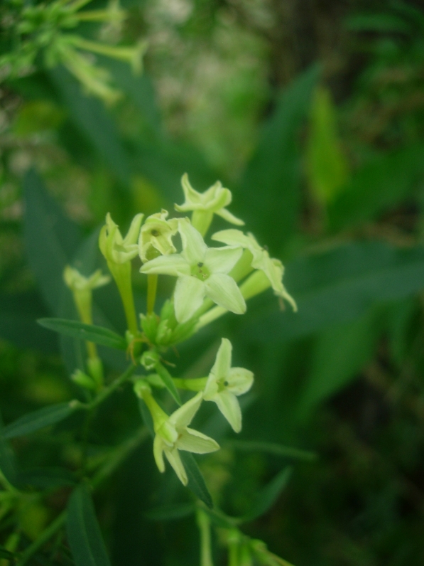 Duraznillo negro