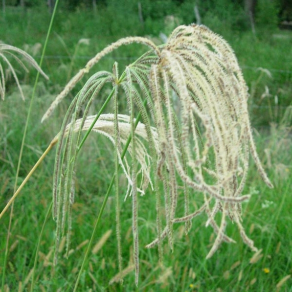 eustachys distichophylla 