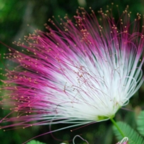 Flor de Seda