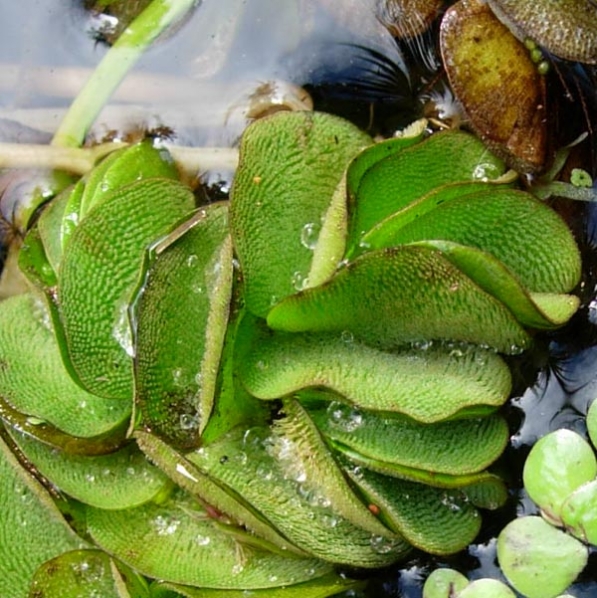 Helecho de agua