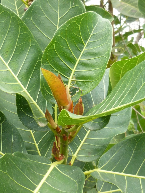 Ibapohé; higuerón