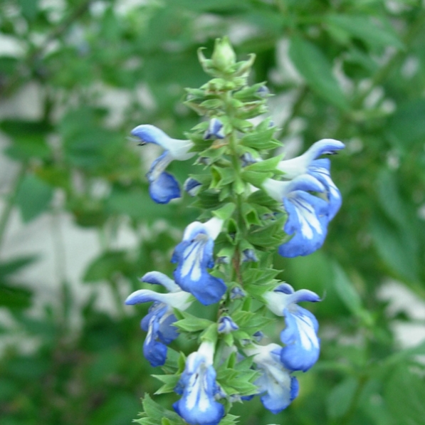 Salvia