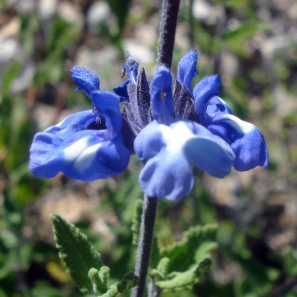 Salvia