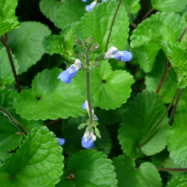 Salvia cubresuelos celeste 