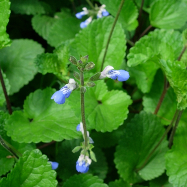 Salvia cubresuelos celeste 1