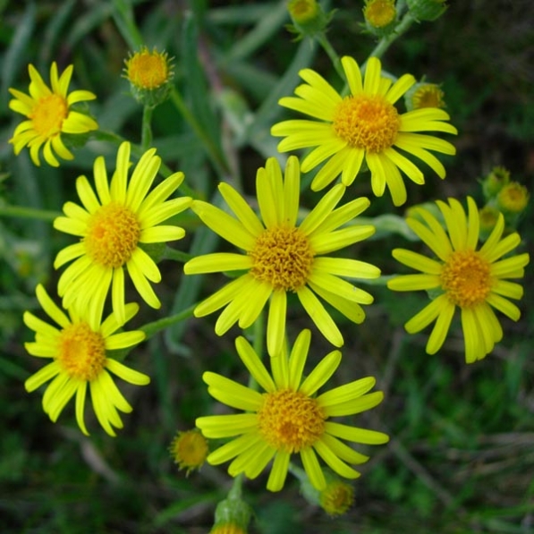 senecio