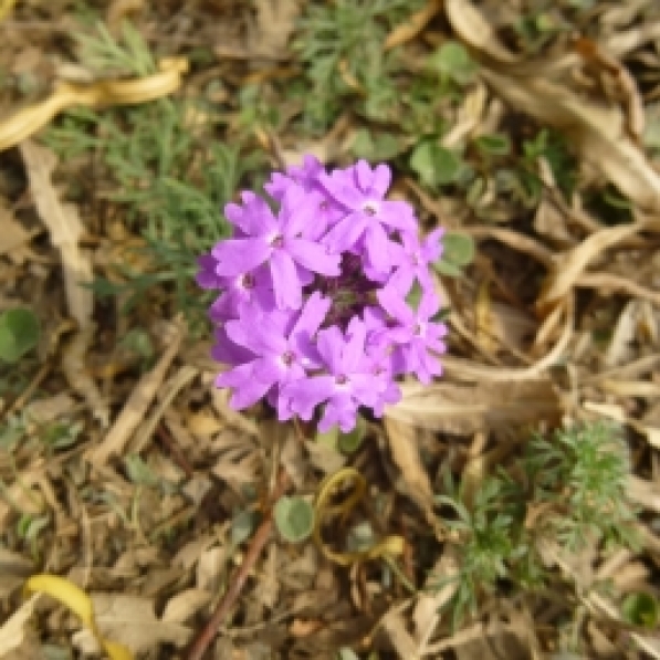 Verbena