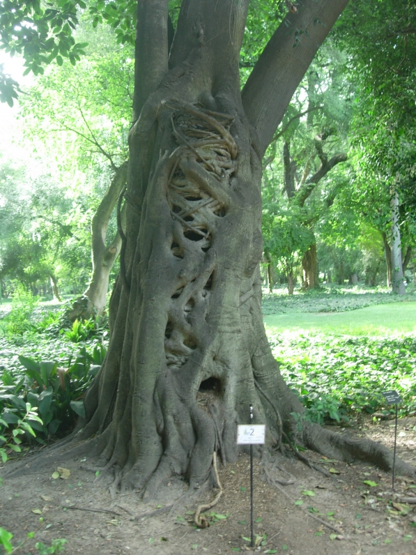 Ibapohé; higuerón