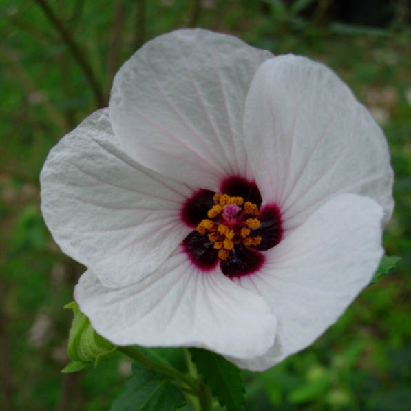 Pavonia, malvavisco rosado