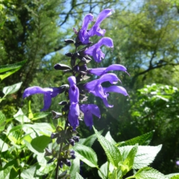 Salvia