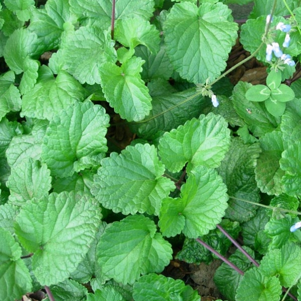 salvia cubresuelos celeste