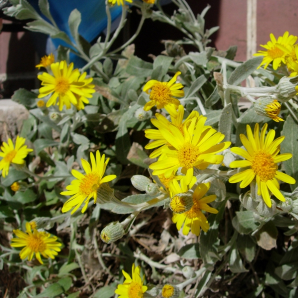 Senecio