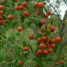 Anacahuita