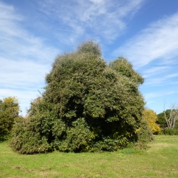 Azota caballo