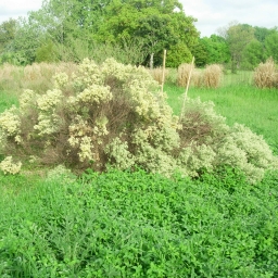 Carquejilla