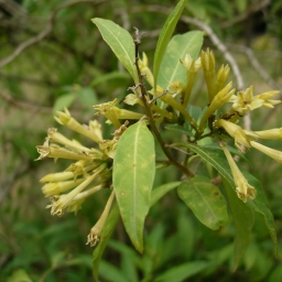 Duraznillo negro