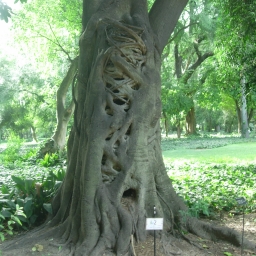 Ibapohé; higuerón