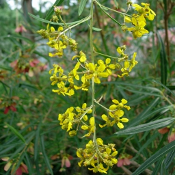 Mariposa