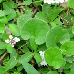 oreja de raton 