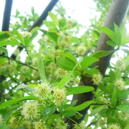 Palo amarillo