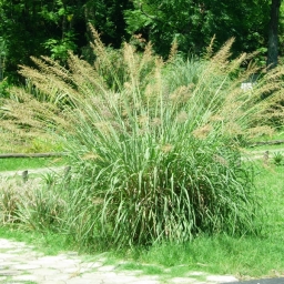 Paspalum