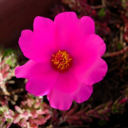 Portulaca, flor de seda