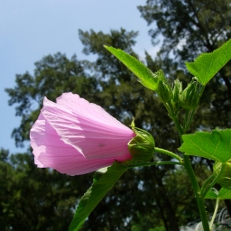 Rosa de río