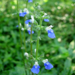 Salvia cubresuelos celeste 