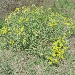 senecio