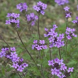 Verbena