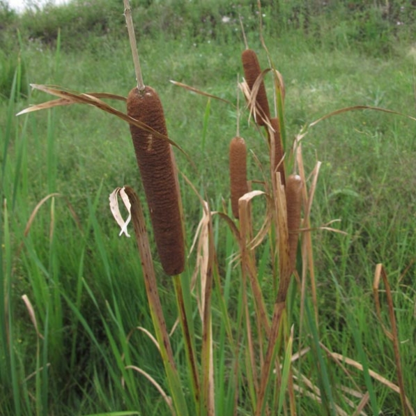 Totora