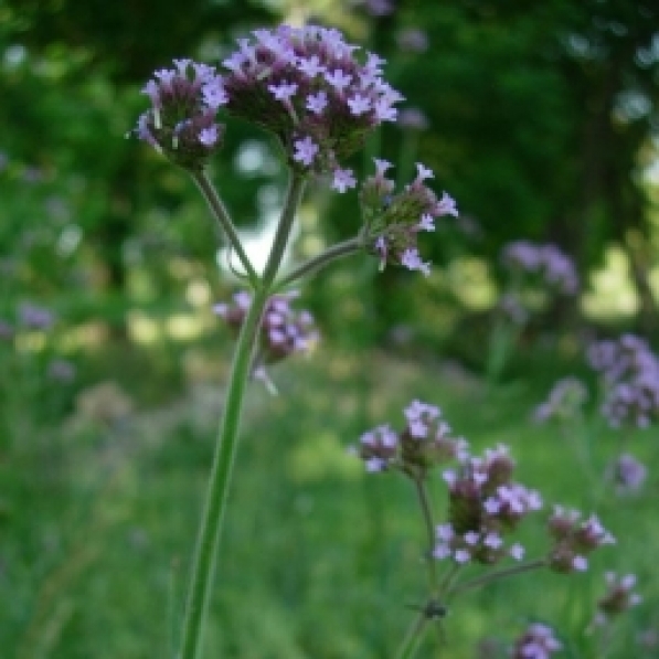 verbena bonariensis