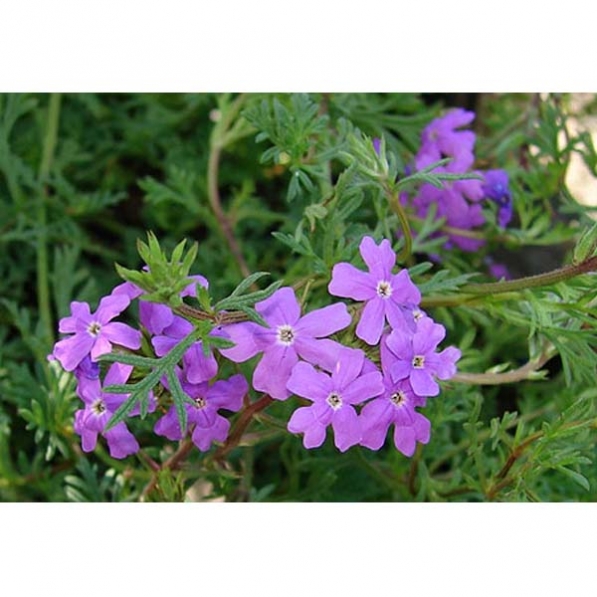 Verbena